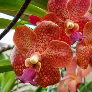 Vanda Motes Tangelo