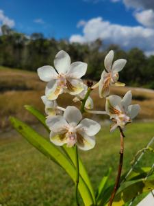 <i>Vanda</i> Miami Snowdrop