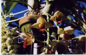 <i>Clowesetum</i> Truly Treasure