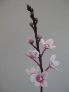 <i>Sarcochilus</i> Pinkhide