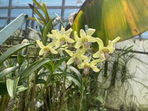 <i>Dendrobium</i> Lady Sandra