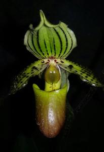 <i>Paphiopedilum</i> Jürgen Röth