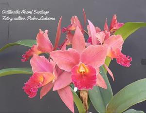 Cattlianthe Noemi Santiago