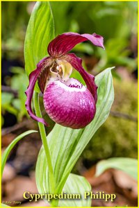 Cypripedium Philipp