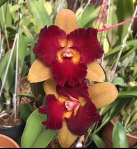 Rhyncholaeliocattleya Tzeng-Wen Beauty