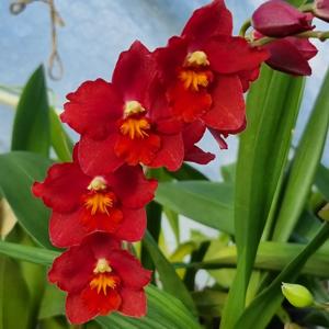 Oncidium Burning Bed