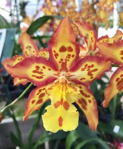 Oncidium Tiger Brew