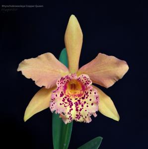 Rhynchobrassoleya Copper Queen