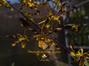 Dendrobium Boon Bryson