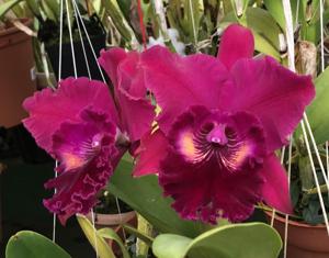 Rhyncholaeliocattleya Haw Yuan Rose