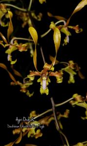 <i>Dendrobium</i> Eduardo Frei Ruiz-Tagle