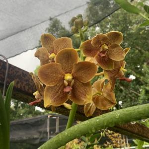 Sealara Nelson Mandela