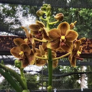 Sealara Nelson Mandela