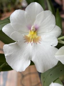 Miltoniopsis Rene Komoda