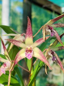 <i>Dendrobium</i> Korawin