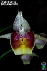 <i>Catasetum</i> Izaias Ferro Júnior