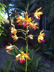 Encyphila Thelma Berg