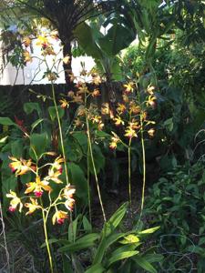 Encyphila Thelma Berg