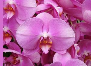 <i>Phalaenopsis</i> Tinny Beauty