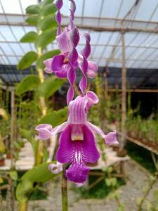 <i>Dendrobium</i> Frederick Chiluba