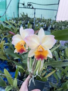 Cattleya Princess Beautiful