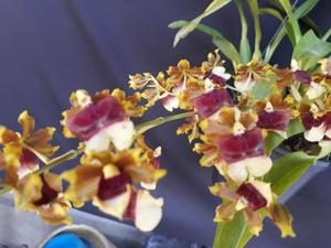 Oncidium Hawaiian Sunset