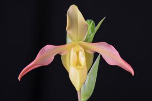 <i>Phragmipedium</i> Lutz Röllke