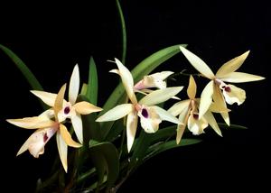 Brassolaeliocattleya Petite Stars