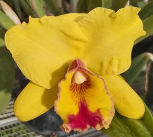 Rhyncholaeliocattleya Rosie O