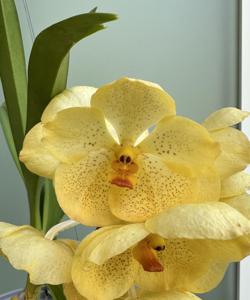 <i>Vanda</i> Brighton Jade