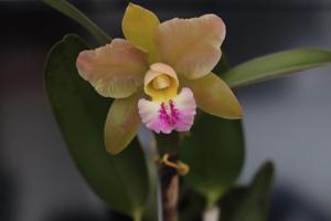 Rhyncholaeliocattleya Eva's Mystery Dancer