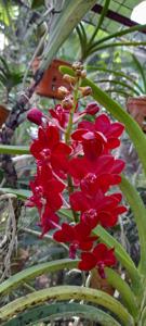 Vandachostylis Crownfox Red Gem