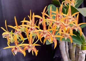 Dendrobium Avril's Gold