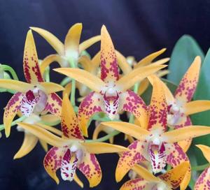 Dendrobium Avril's Gold