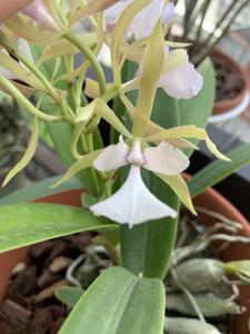 Epicyclia Valerie Parker