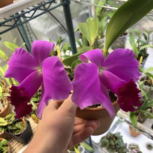 <i>Cattleya</i> Caitlin Joan