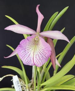 Brassocattleya Beulah Bradeen