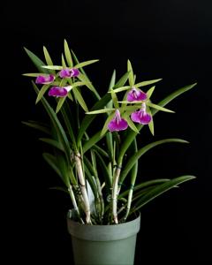 Brassocattleya Gulfshore's Beauty