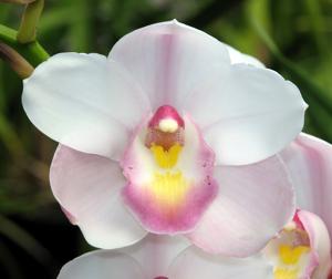 Cymbidium Joanstar