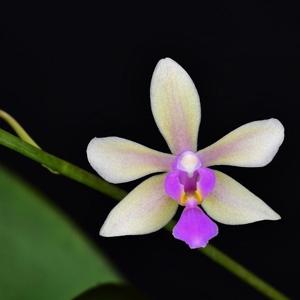<i>Phalaenopsis</i> Mem. Herman Sweet