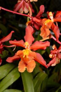 Oncostele Aloha Sparks