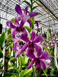 <i>Dendrobium</i> Blue Foxtail