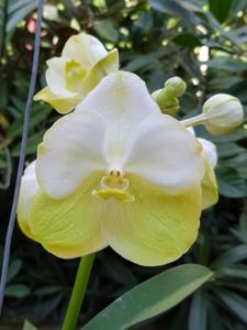 Vanda Nopporn Gold