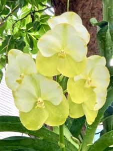 Vanda Nopporn Gold