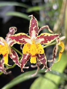 <i>Oncidium</i> Serendipity