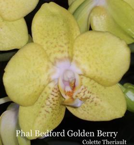 <i>Phalaenopsis</i> Bedford Golden Berry