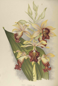 Gastrophaius Dan Rosenberg