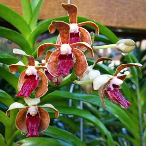 Vanda Limbo Dancer
