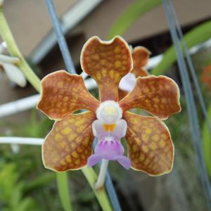 <i>Vanda</i> Maria Teresa Ramirez