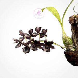 Monnierara Millennium Magic